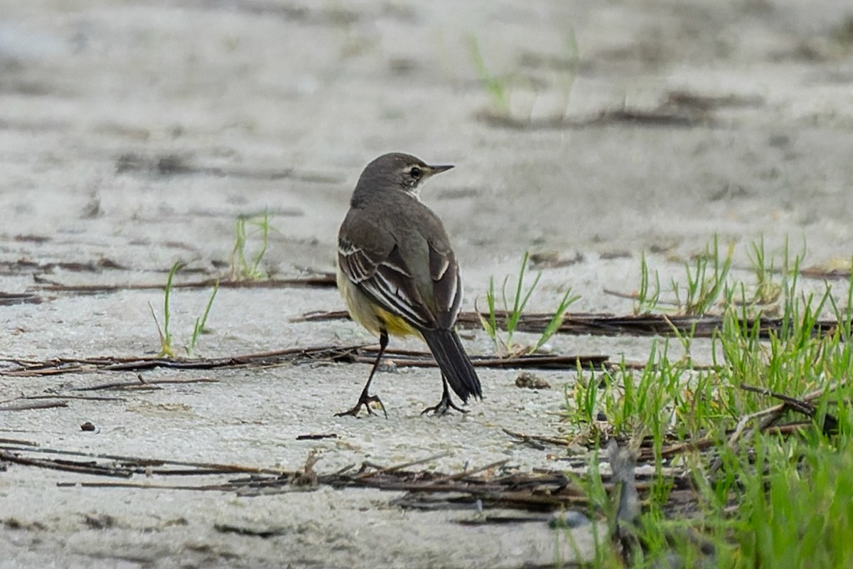 Eastern Yellow Wagtail (Eastern) - ML646752895