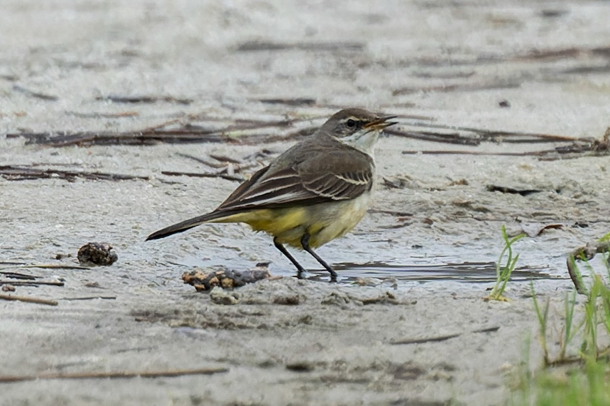 Eastern Yellow Wagtail (Eastern) - ML646752896