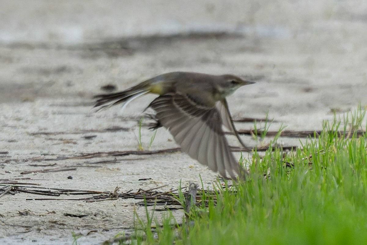 Eastern Yellow Wagtail (Eastern) - ML646752897