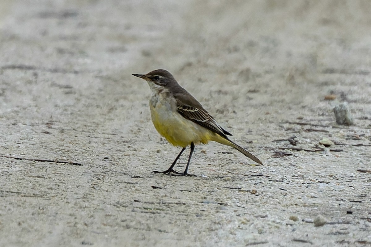Eastern Yellow Wagtail (Eastern) - ML646752898