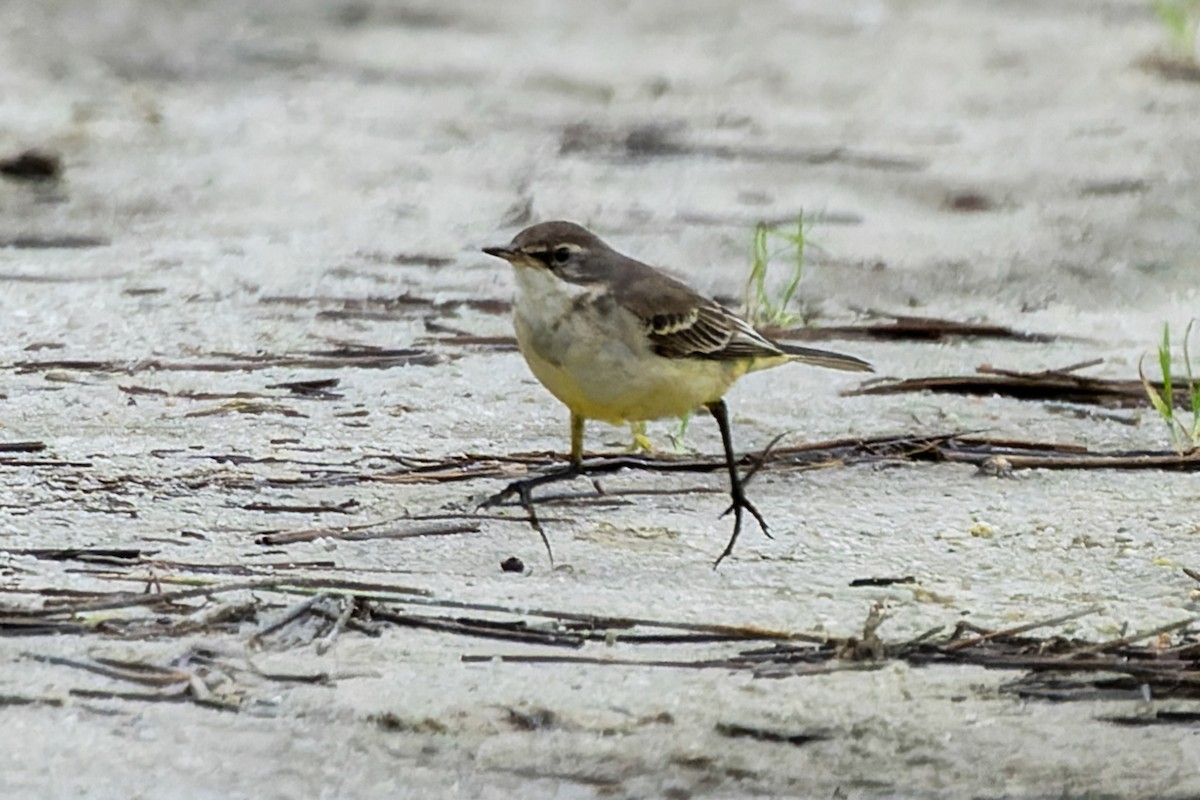 Eastern Yellow Wagtail (Eastern) - ML646752899