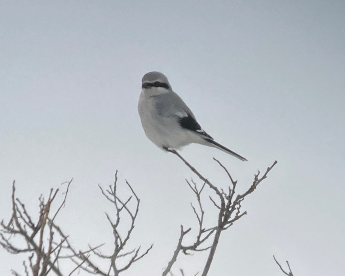 borealvarsler - ML646752901