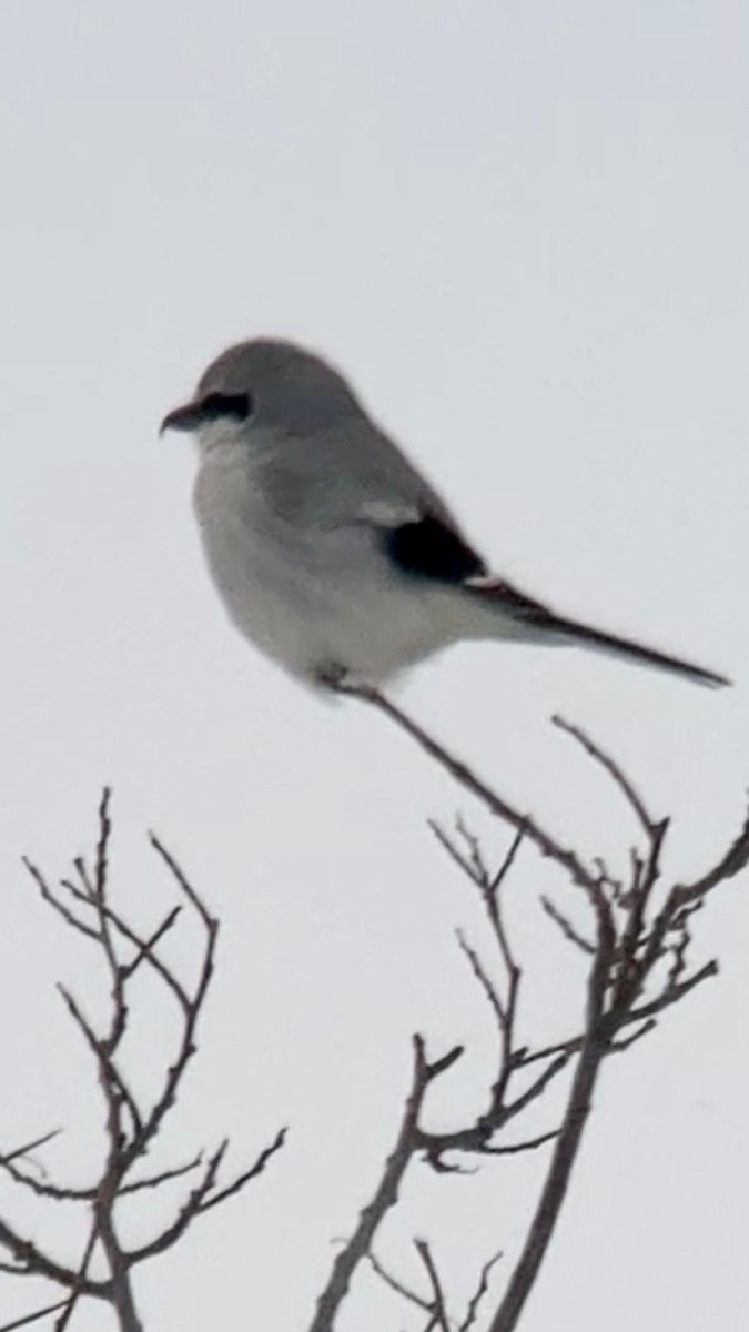 borealvarsler - ML646752902