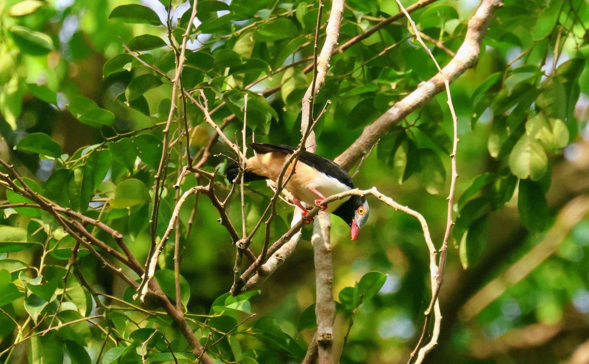 svartkinnhjelmvarsler - ML646752904