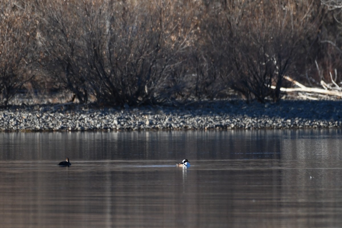 Zerra buruhandia - ML646752908