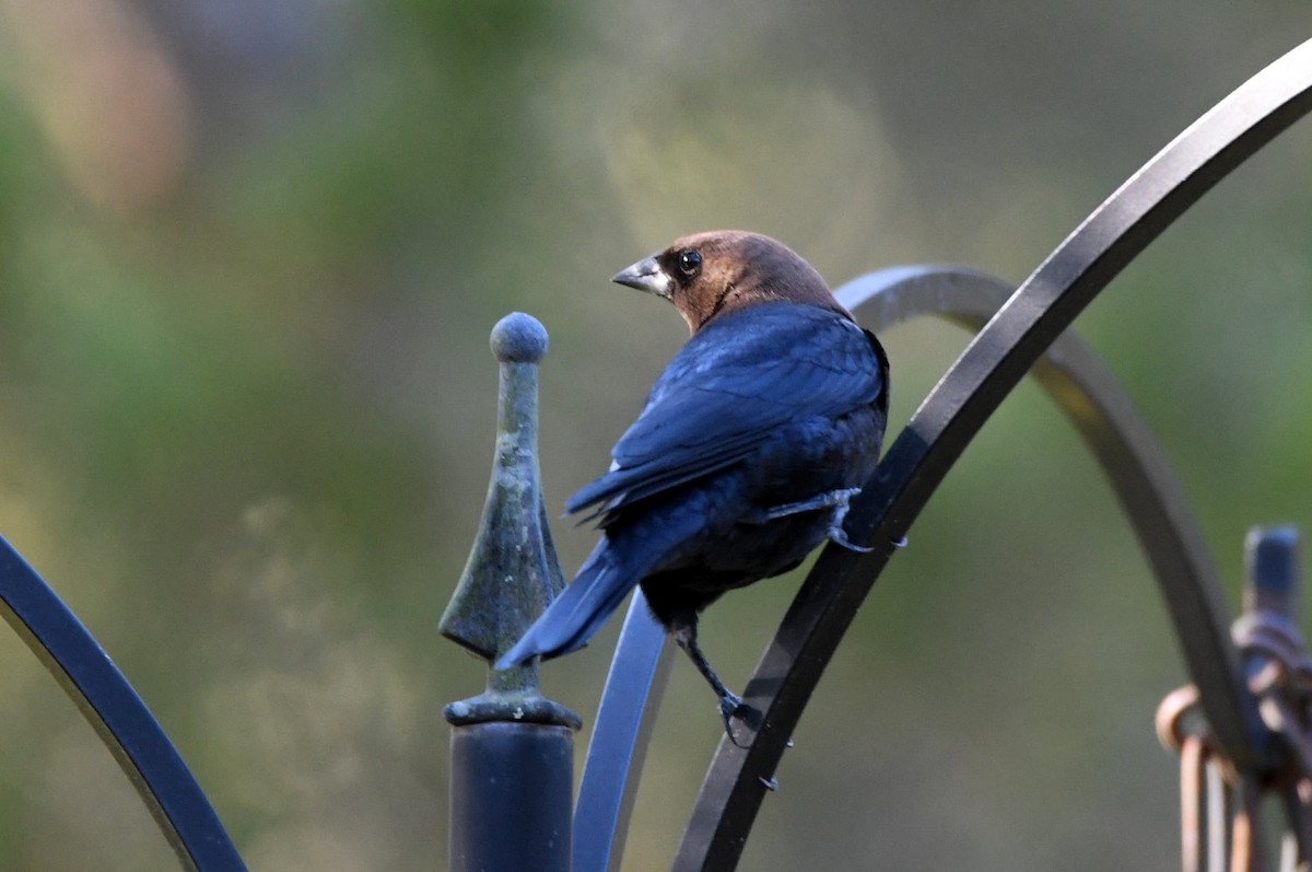 Вашер буроголовий - ML646752909