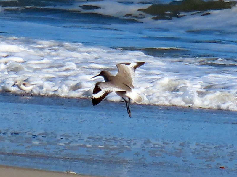 Willet - ML646752910