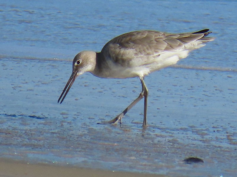 Willet - ML646752911