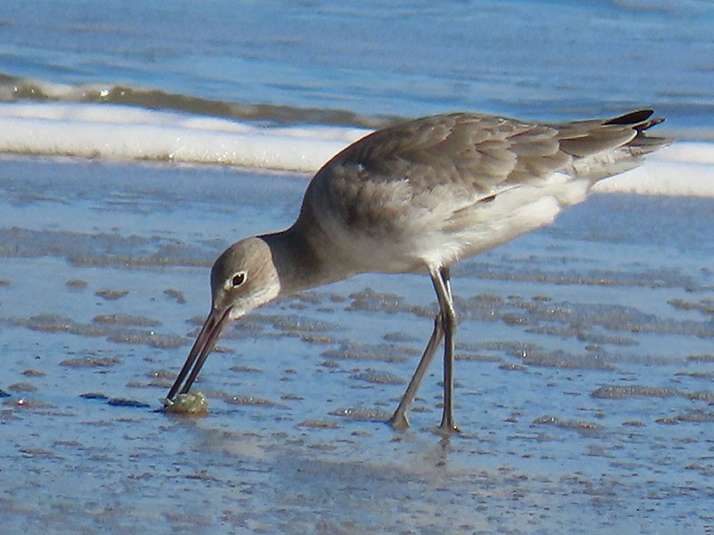 Willet - ML646752912