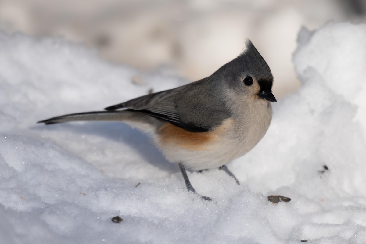Tufted Titmouse - ML646752913