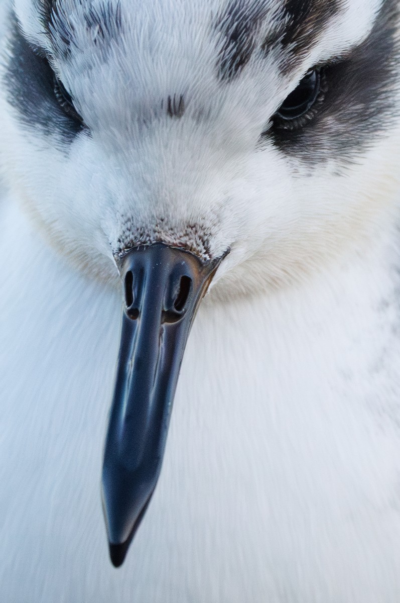 Phalarope à bec large - ML646752914