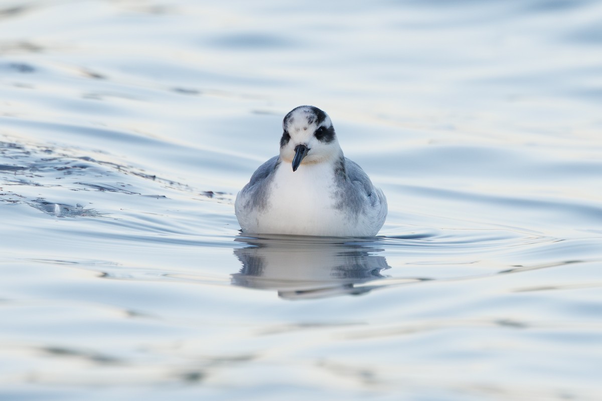 Phalarope à bec large - ML646752915