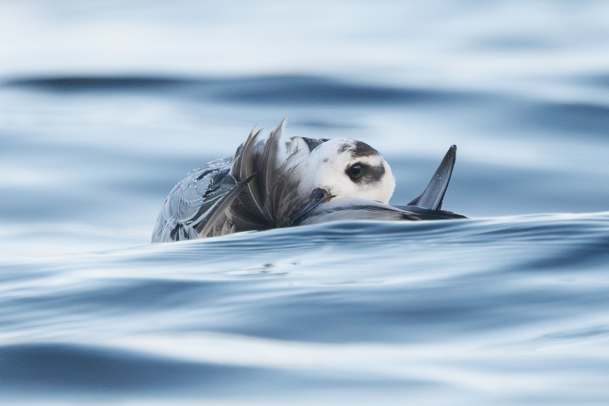 Phalarope à bec large - ML646752916