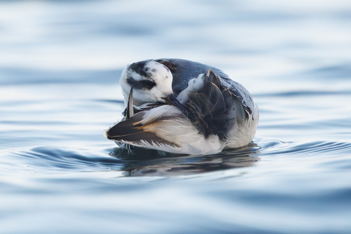 Phalarope à bec large - ML646752917