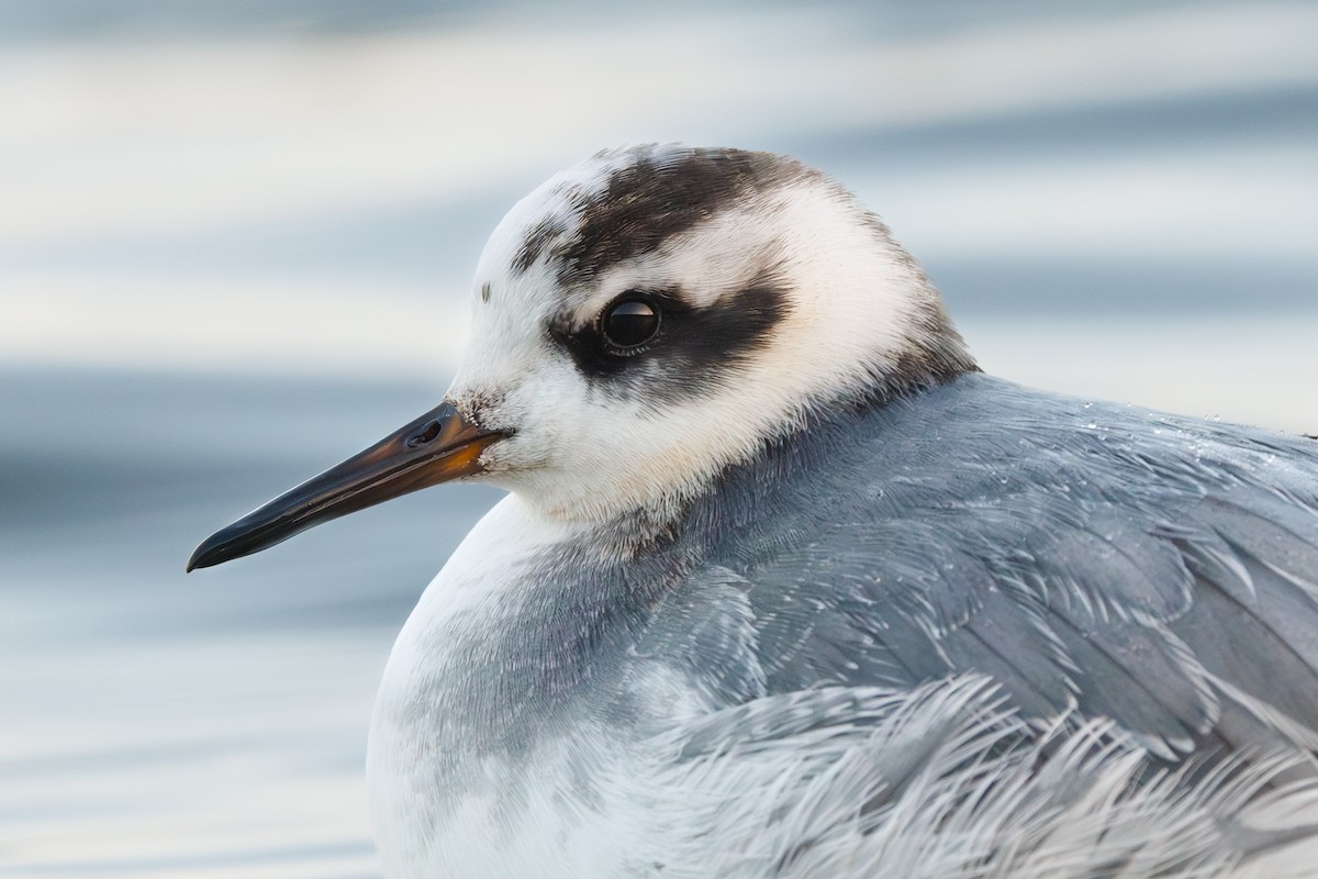 Phalarope à bec large - ML646752918
