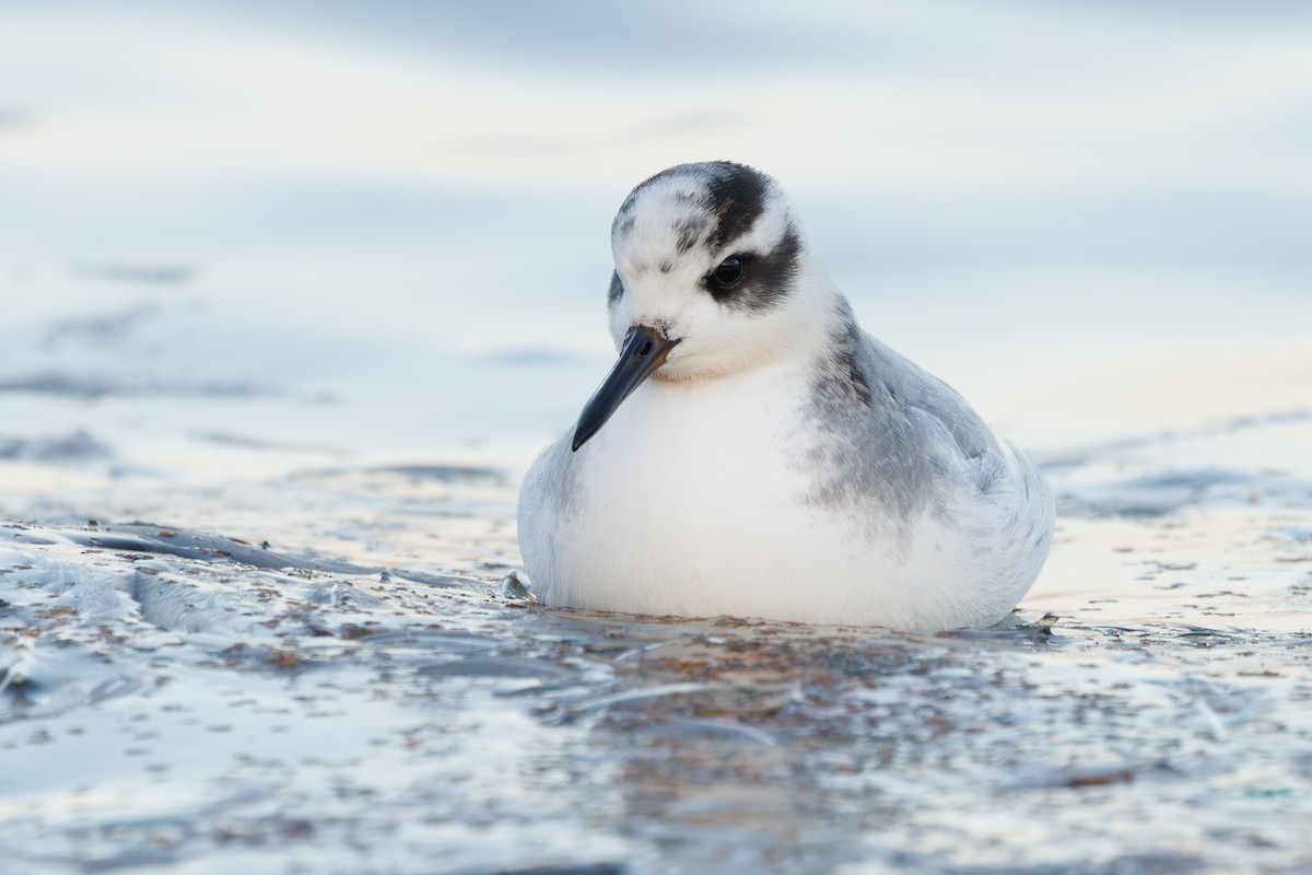 Phalarope à bec large - ML646752920