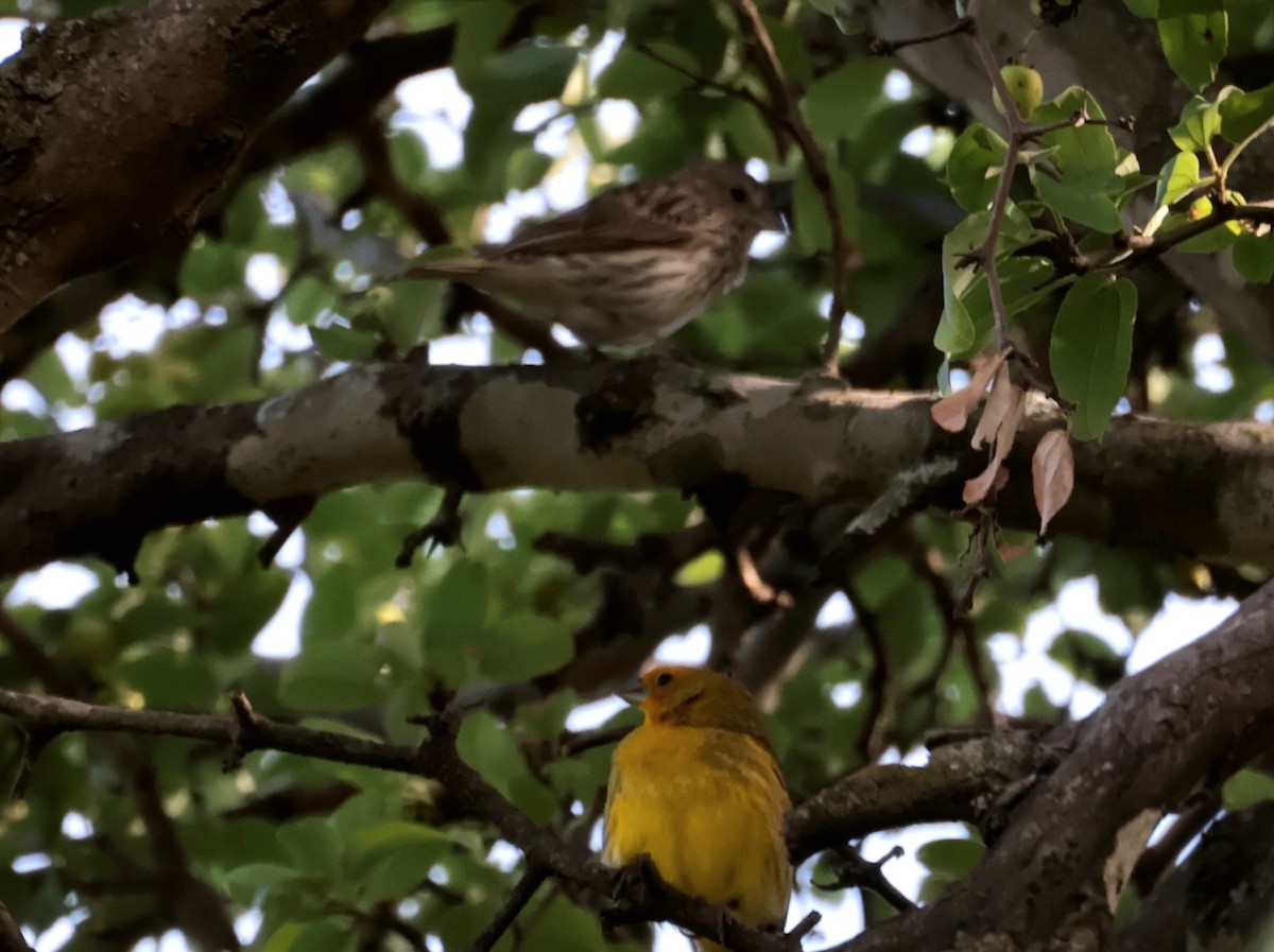 Saffron Finch - ML646752921