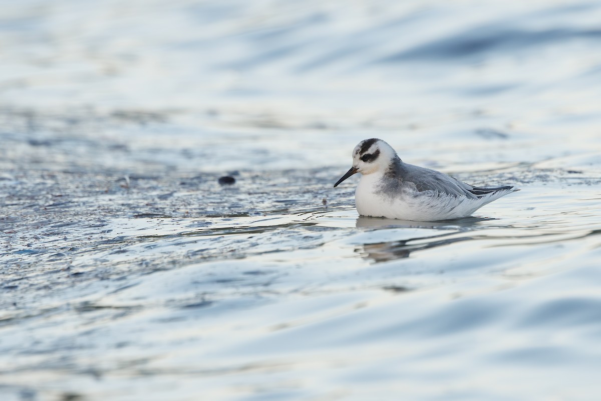 Falaropo beccolargo - ML646752923
