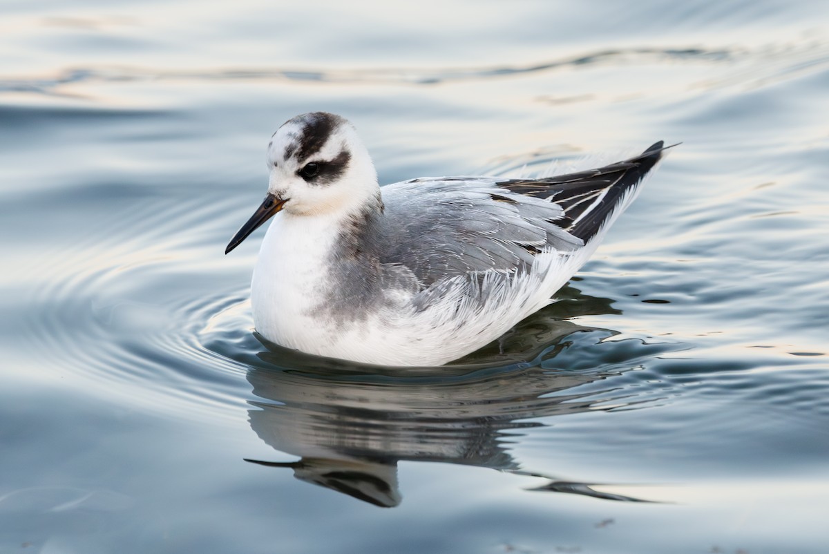 Phalarope à bec large - ML646752924