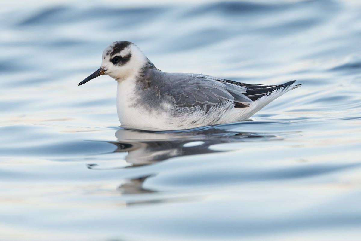 Falaropo beccolargo - ML646752925