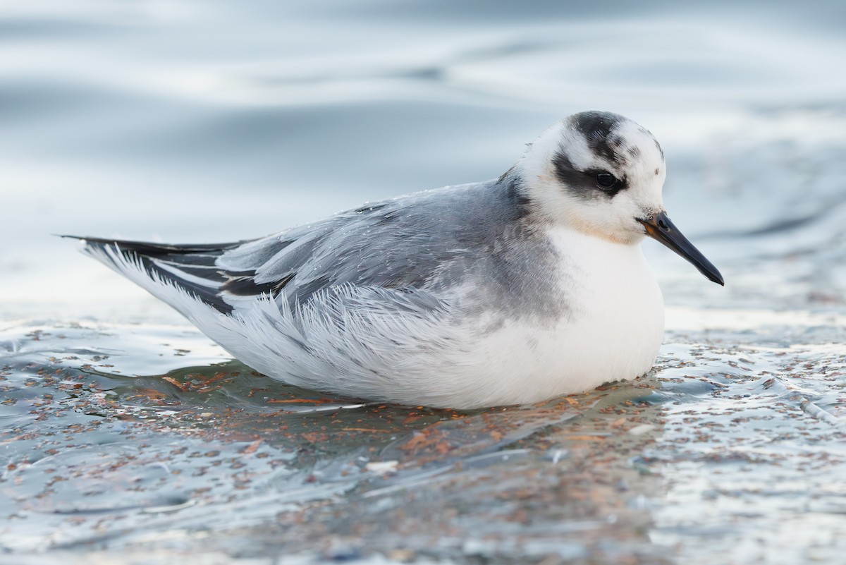 Falaropo beccolargo - ML646752926