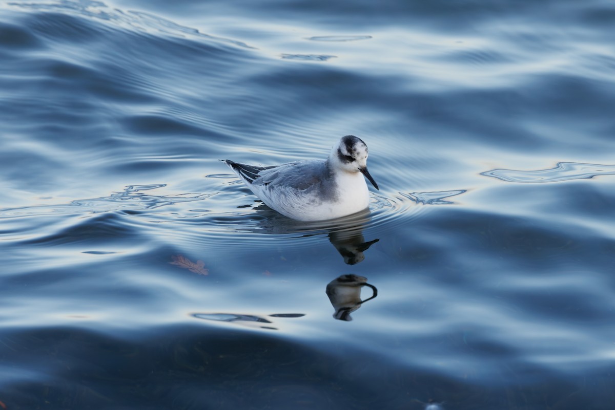 Falaropo beccolargo - ML646752927