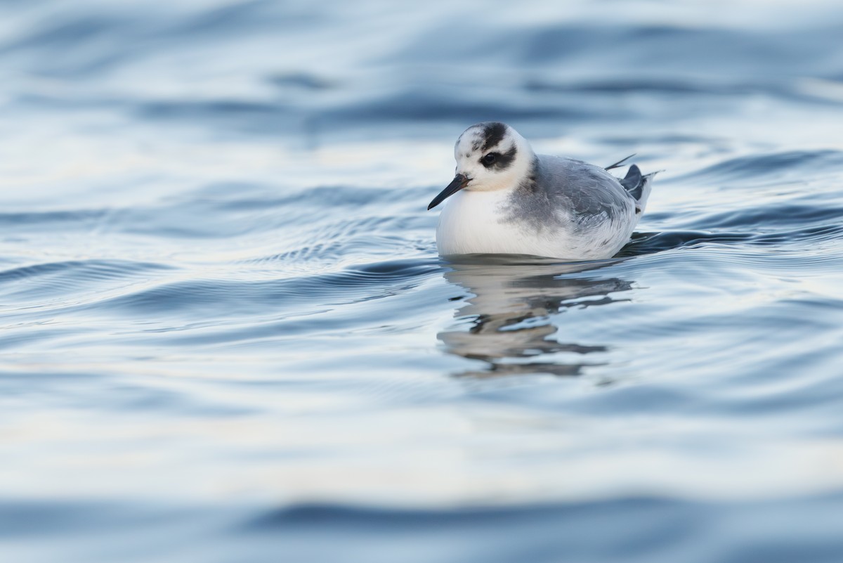 Falaropo beccolargo - ML646752928