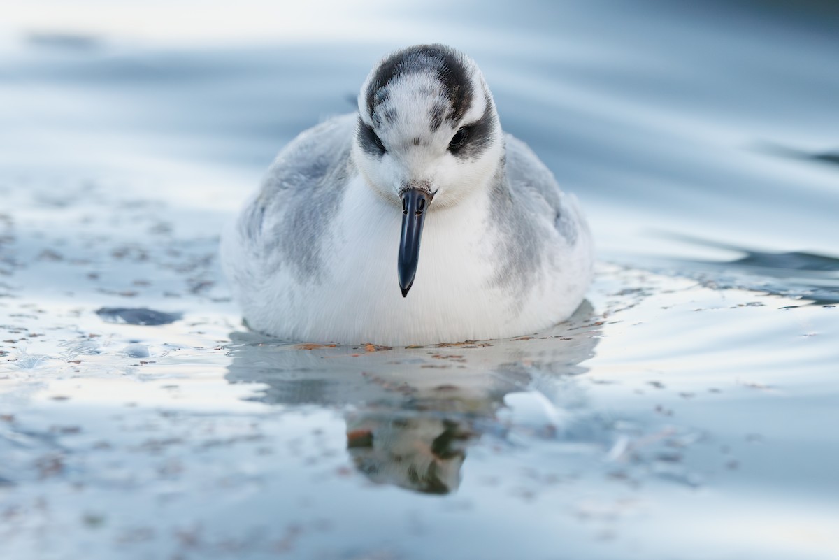 Falaropo beccolargo - ML646752929