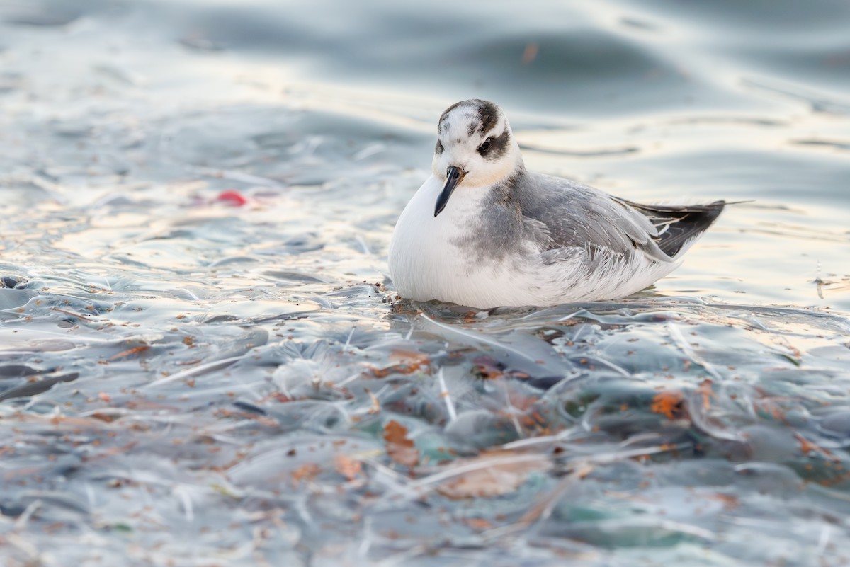 Falaropo beccolargo - ML646752930