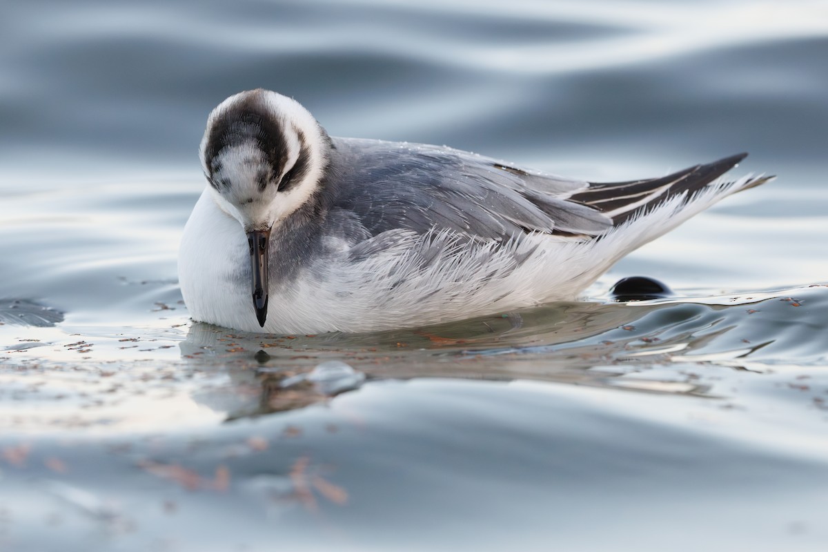 Falaropo beccolargo - ML646752931