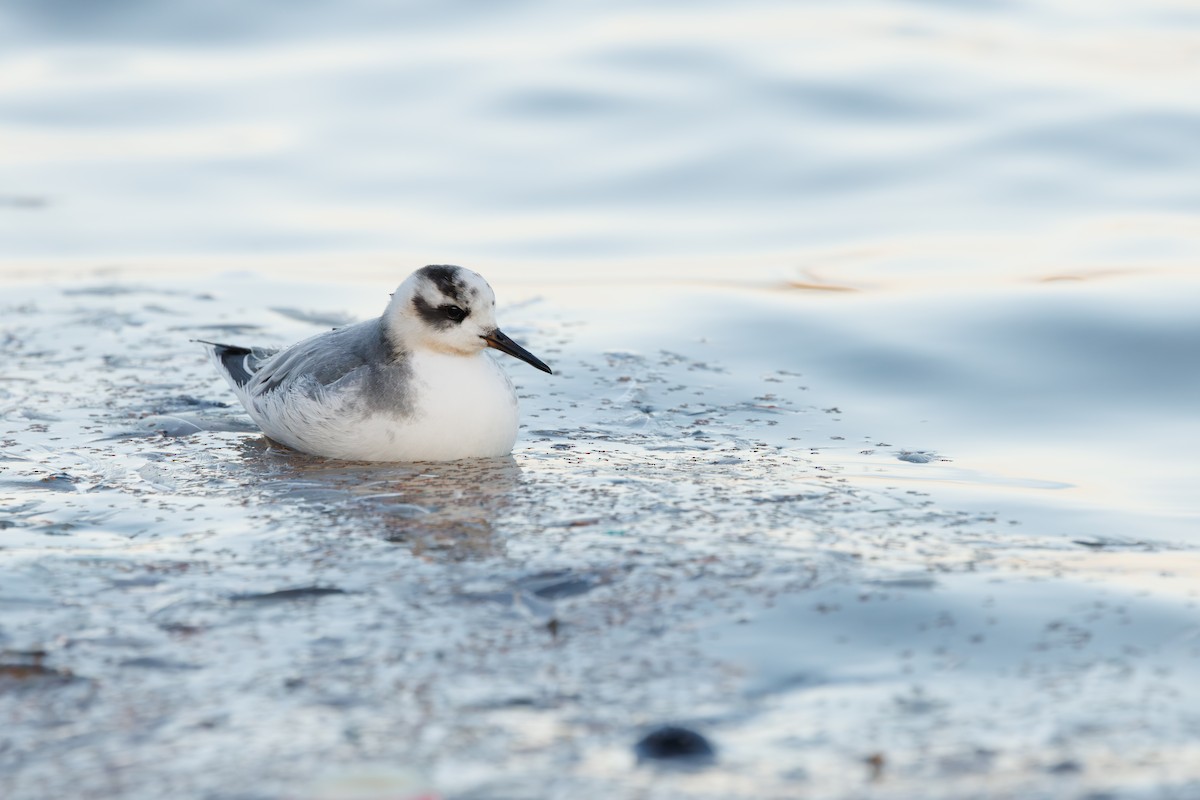 Falaropo beccolargo - ML646752932