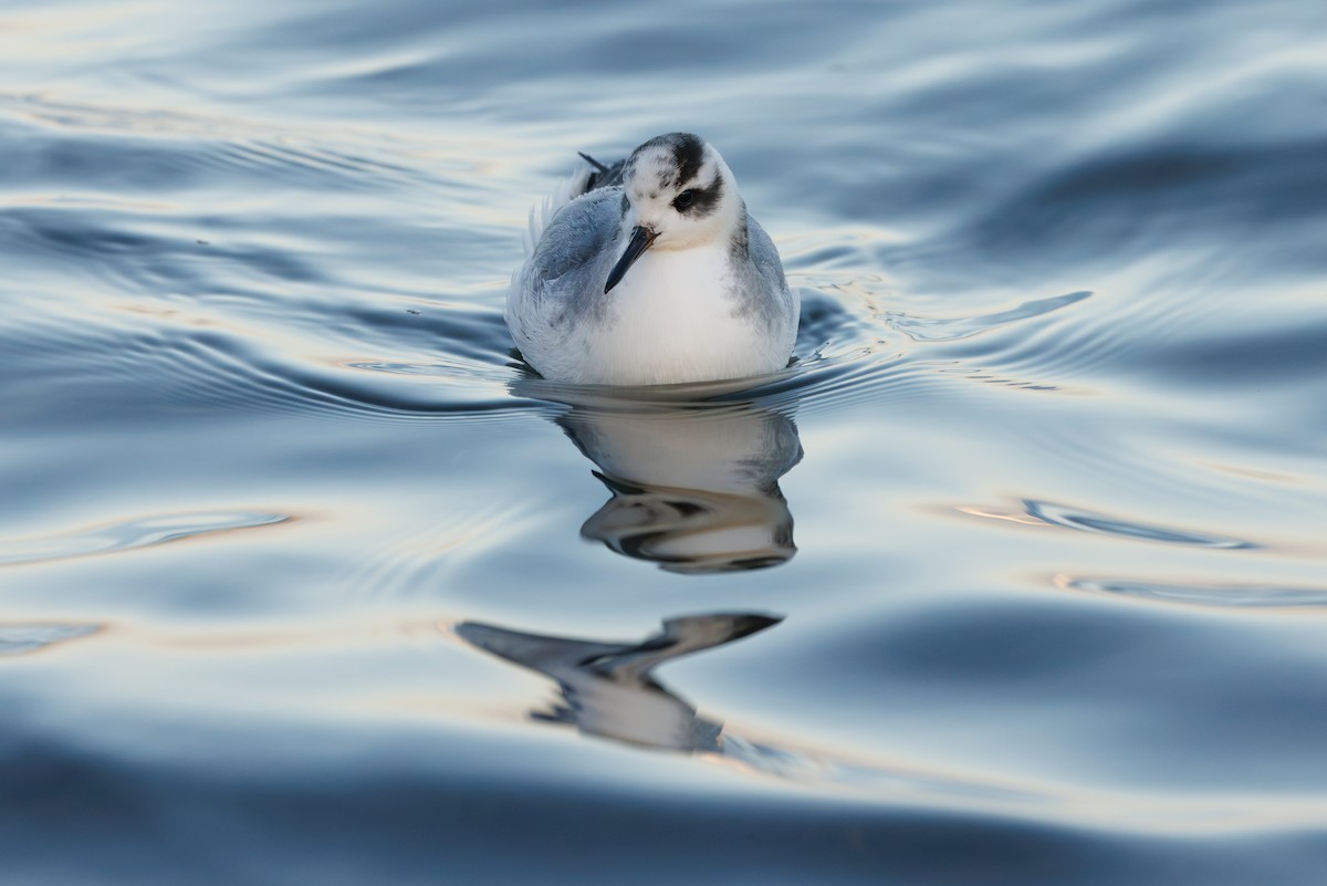 Phalarope à bec large - ML646752933