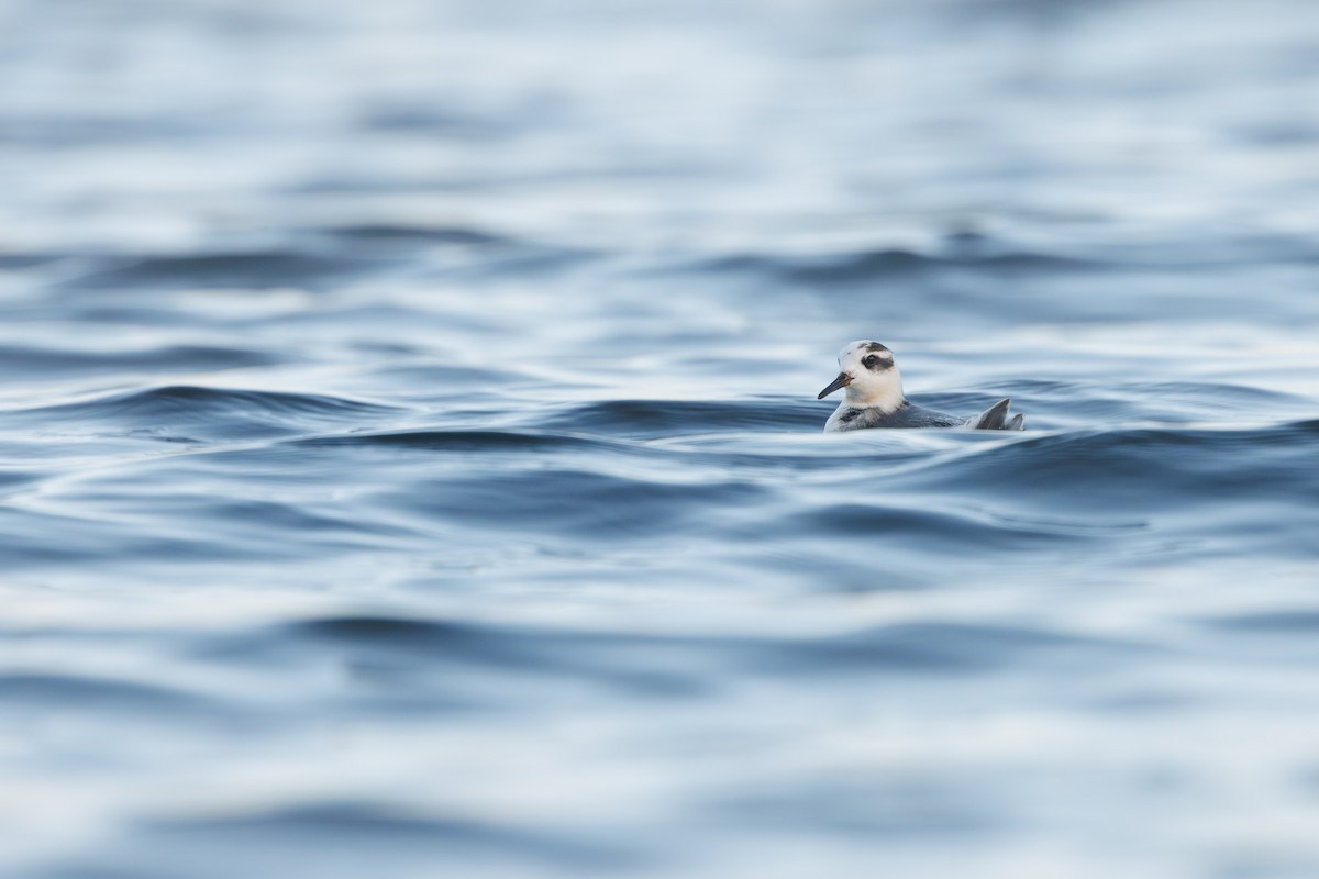 Falaropo beccolargo - ML646752935