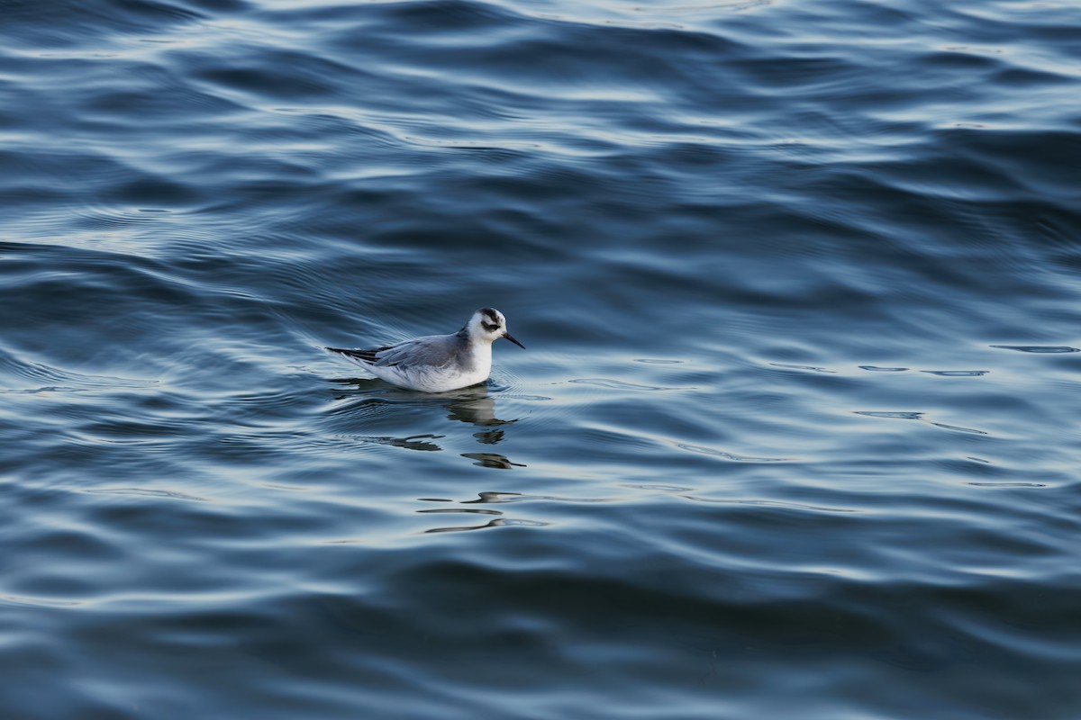 Phalarope à bec large - ML646752936