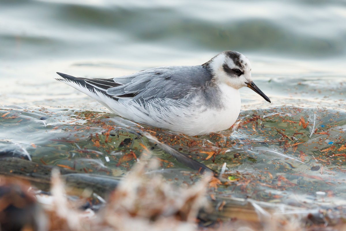 Phalarope à bec large - ML646752937