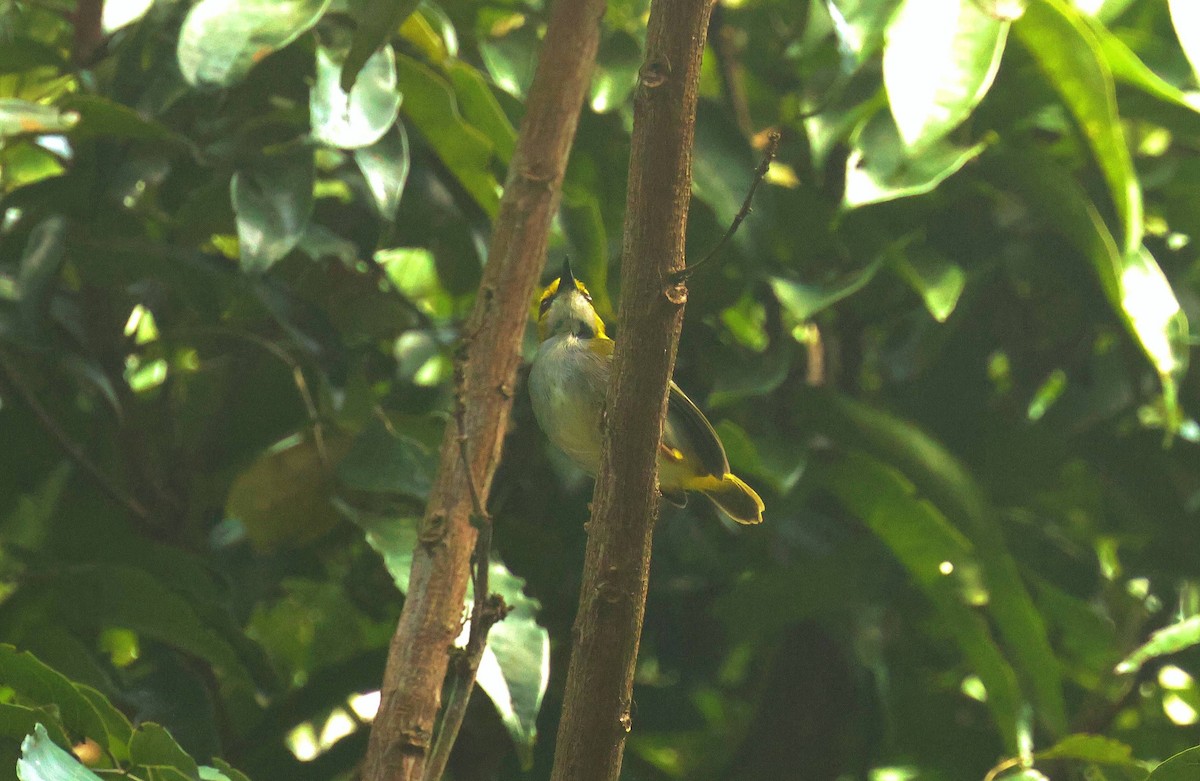 blåflekksanger - ML646752938