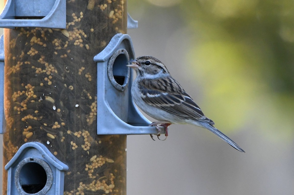 Карнатка білоброва - ML646752939