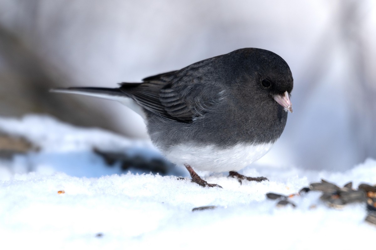 Dark-eyed Junco - ML646752941