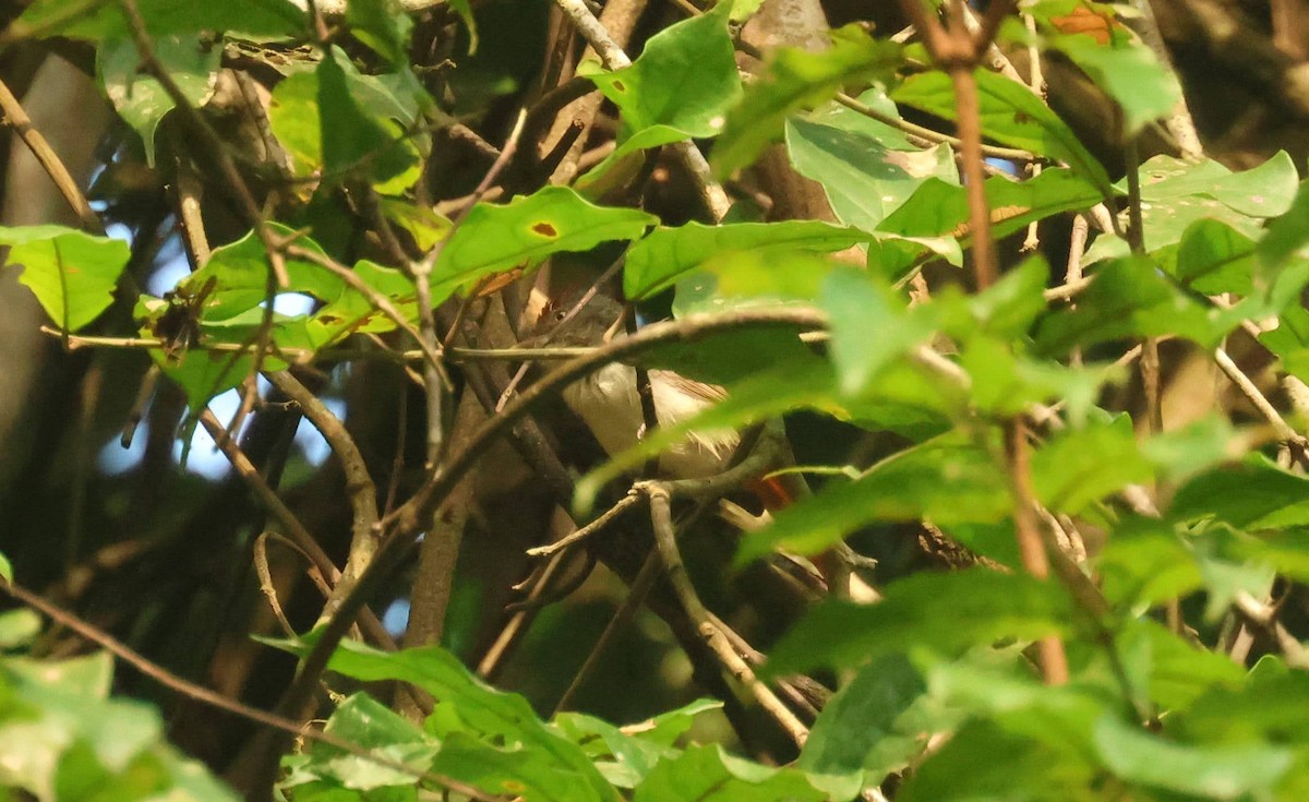 rustkronefluesanger - ML646752944