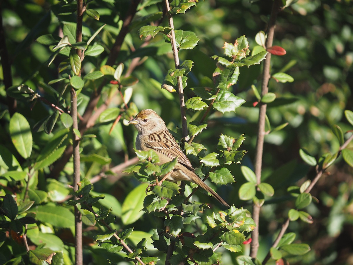 Golden-crowned Sparrow - ML646752946