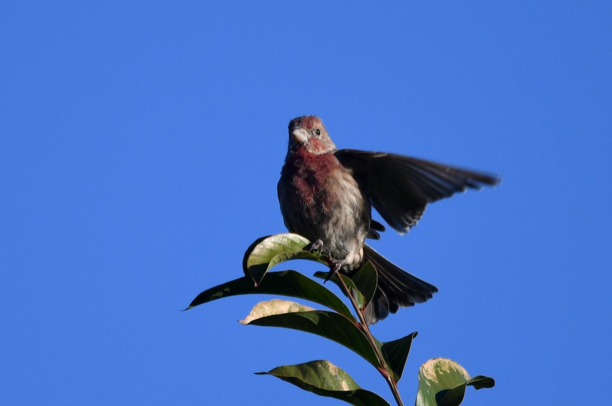 Чечевиця садова - ML646752947