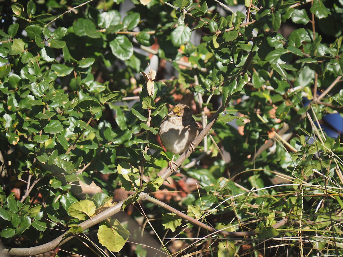 Golden-crowned Sparrow - ML646752951