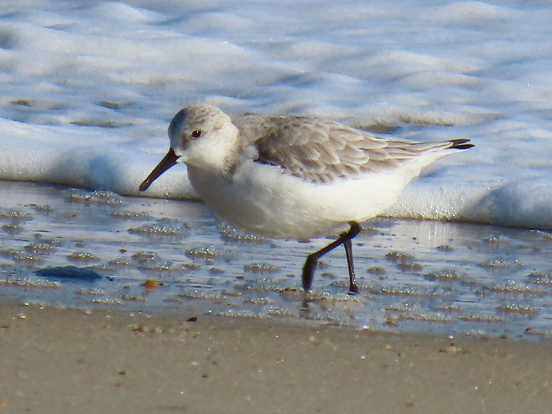 Sanderling - ML646752954