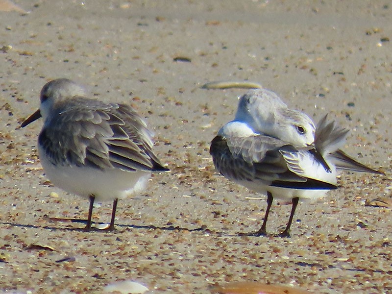 Sanderling - ML646752955