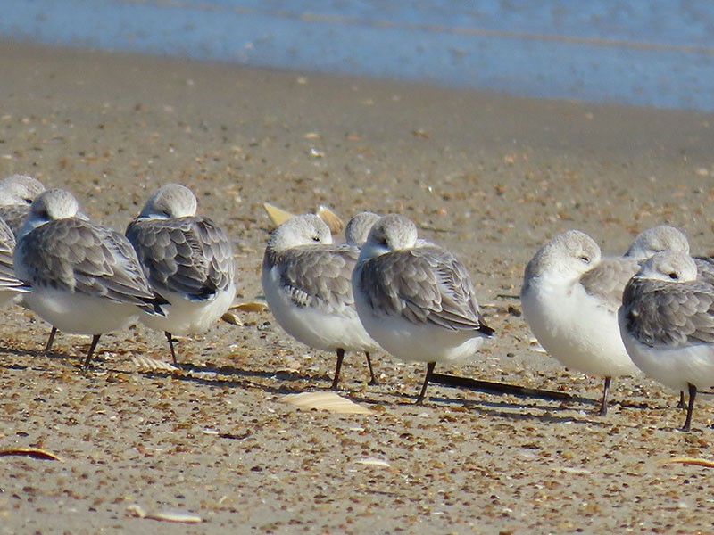 Sanderling - ML646752956