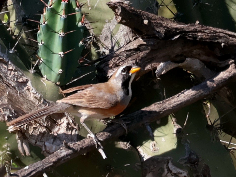 Many-colored Chaco Finch - ML646752957