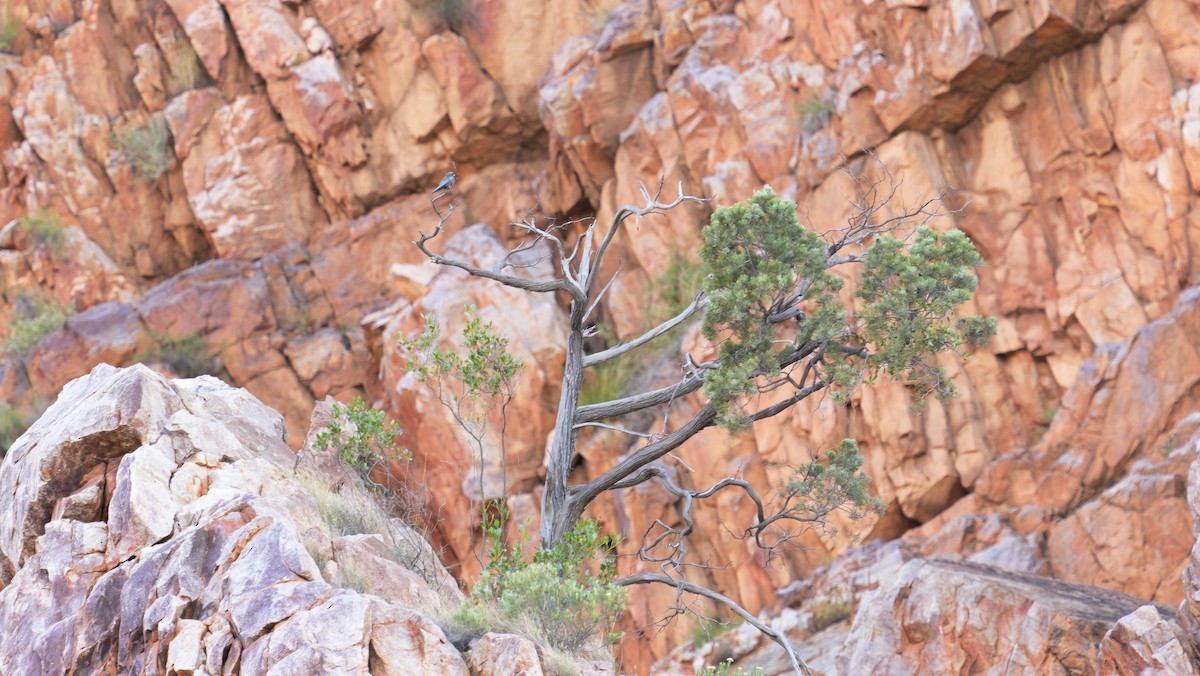 Little Woodswallow - ML646752962