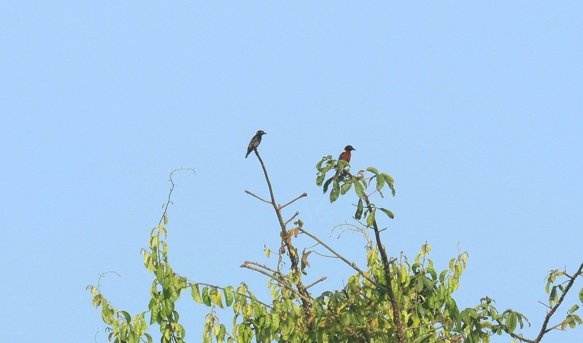 torquevever - ML646752963