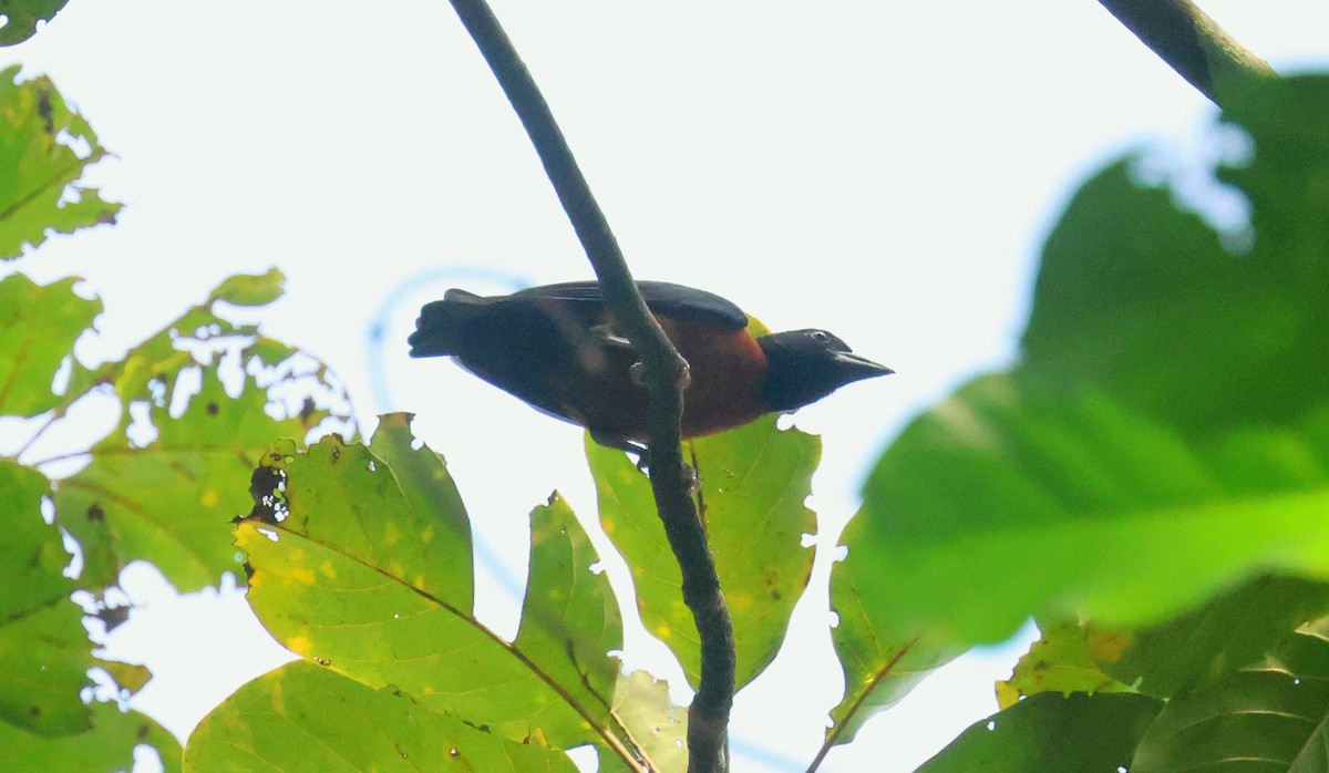 torquevever - ML646752964