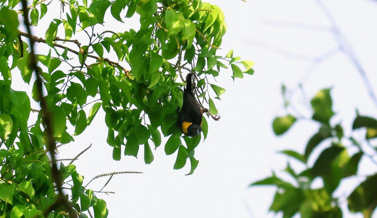 torquevever - ML646752965